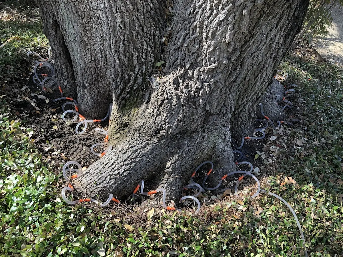 Detailed Tree Cabling and Bracing job site in Drake